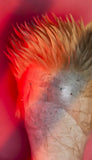Super Saiyan Krillin Dragonball Z Super Buu Saga Cosplay Wig